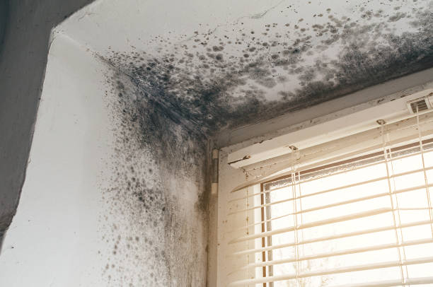 Affordable Commercial Mold Remediation solutions in Honey Grove, TX