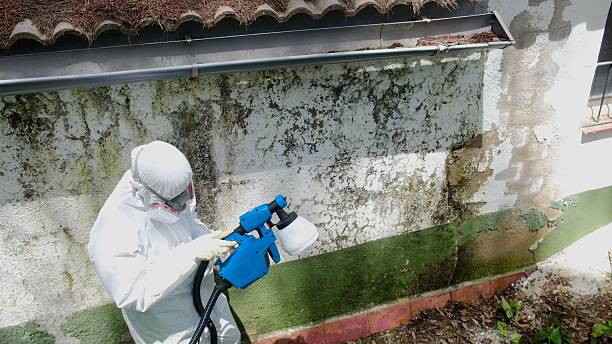 Top rated local Commercial Mold Remediation specialists in Honey Grove, TX